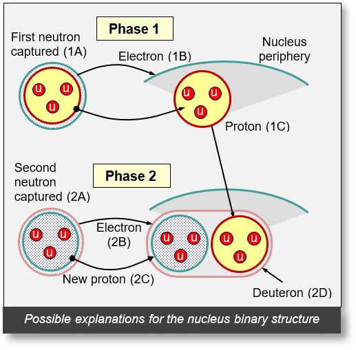 Shows the binary structure of some nuclei.