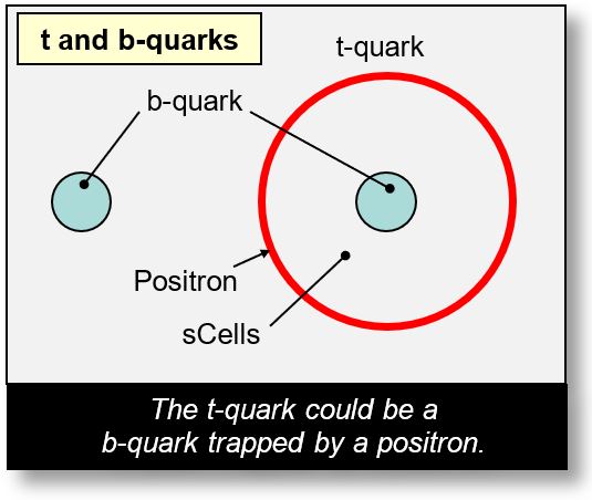 Quarks t and quarks b.