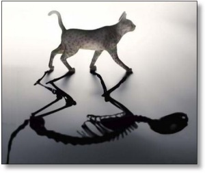 Schrödinger's cat